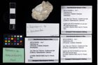 Foto (Objekt + Etikett) von Galatheoidea indet.  (NHMW-GEO-2007z0149-0464b)